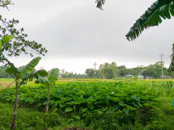 曇り空の下の畑の熱帯植物や木 — ストック写真