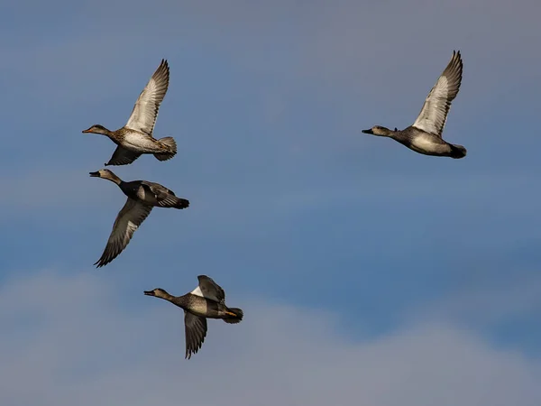 一群鸭子在蓝云的天空下飞翔 — 图库照片