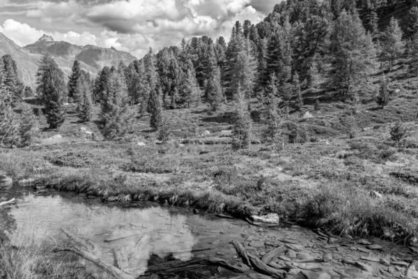 Graustufenaufnahme Eines Wasserstroms Mit Bäumen Hintergrund — Stockfoto