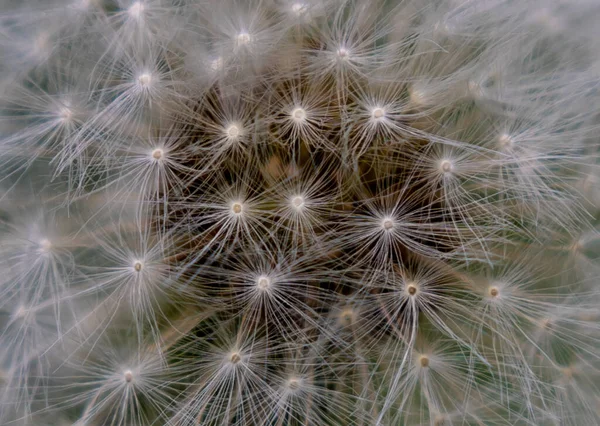 Een Close Shot Van Een Dandelio — Stockfoto