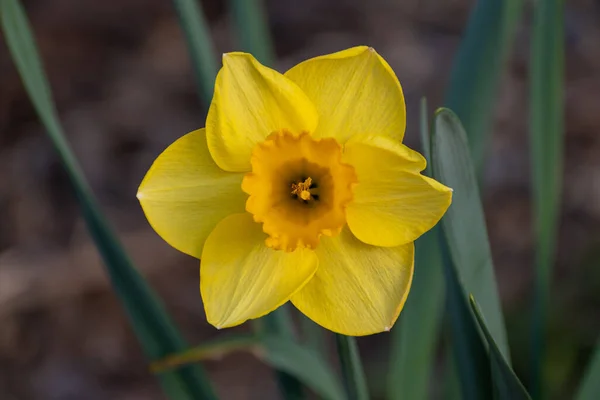 Narciso Giallo Alla Pari — Foto Stock