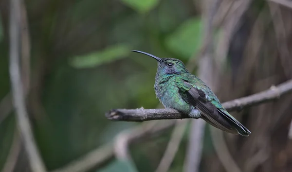 Egy Kolibri Közelsége Ágon — Stock Fotó