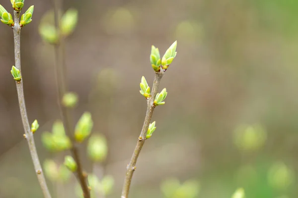 Närbild Skott Rsta Blommande Knoppar Grenar — Stockfoto