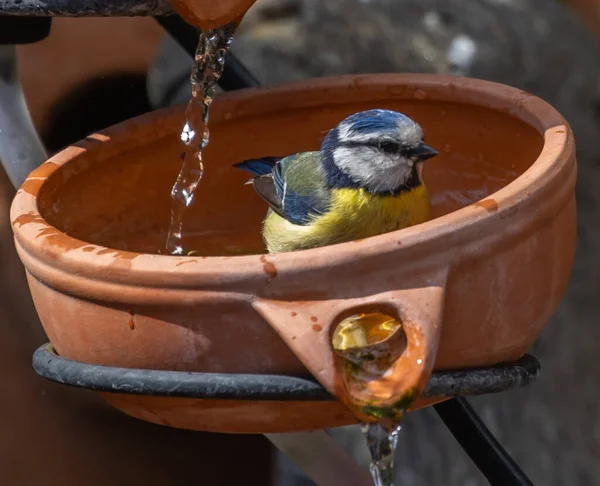 Blue Tit Water Pot — Stock Fotó
