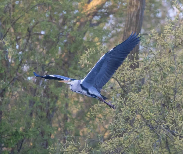 Una Gran Garza Azul Sobrevolando Los Árboles Arbustos — Foto de Stock