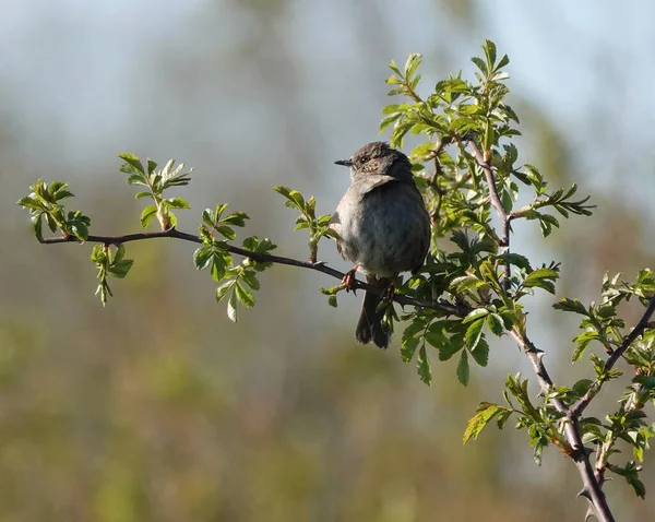 Dunnock Ptak Patrzący Oddali Stojąc Wąskiej Gałęzi Drzewa — Zdjęcie stockowe