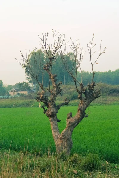 Красивое Голое Дерево Зеленом Поле — стоковое фото