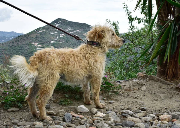 Een Closeup Shot Van Een Schattige Otterhound Hond Aan Een — Stockfoto