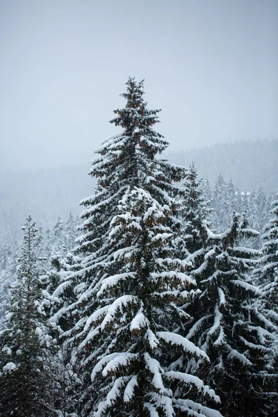 Eine Wunderschöne Winterlandschaft Mit Schneebedeckten Bäumen Wald — Stockfoto