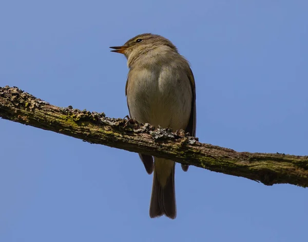 Closeup Shot Sparrow Perched Branch — Stock Photo, Image