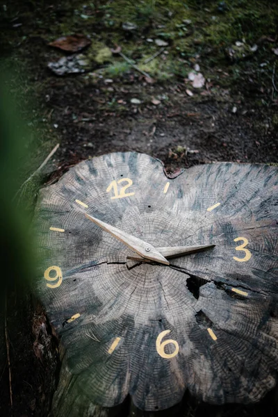 Primo Piano Orologio Tronco Albero Naturale Tagliato Nella Foresta — Foto Stock