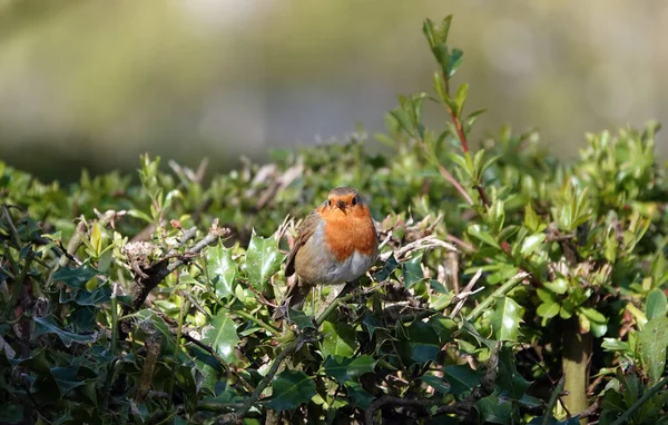 Een Schattige Europese Roodborstje Staand Een Tak Een Struik Met — Stockfoto