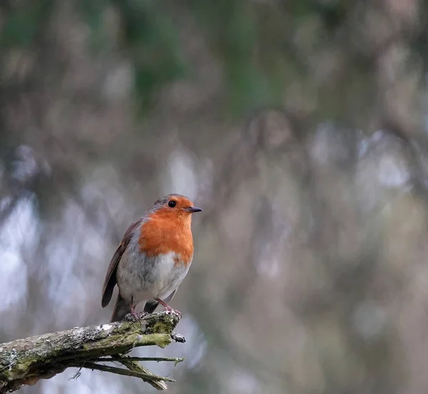 나뭇가지 끝에서 귀여운 울새의 배경을 — 스톡 사진