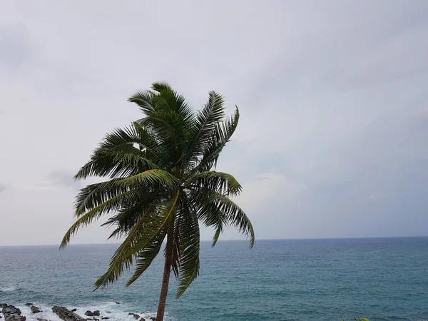 Ett Palmträd Vid Havet Som Svajar Vinden — Stockfoto