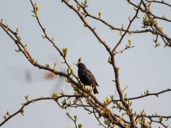 Een Prachtige Valk Takken Van Een Boom Lente — Stockfoto