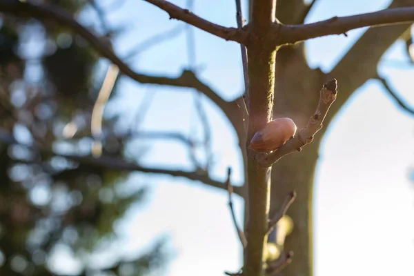 Close Shot Tree Twigs Blurred Background — Stock Photo, Image