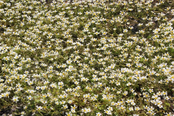 Una Hermosa Vista Las Flores Blancas Florecidas Campo — Foto de Stock