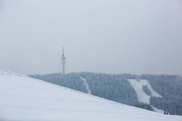 Bellissimo Paesaggio Invernale Con Alberi Innevati Nella Foresta — Foto Stock