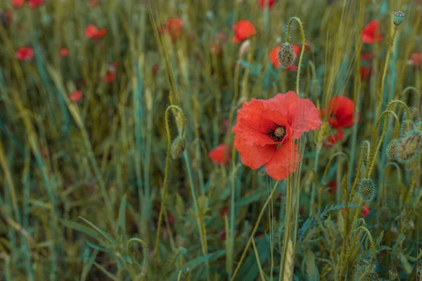 Primer Plano Amapolas Rojas Florecientes Campo — Foto de Stock