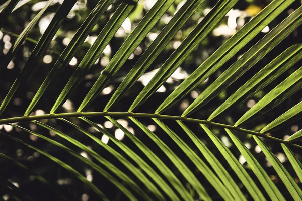 Pálmafalevél Közelsége Trópusi Esőerdőben — Stock Fotó