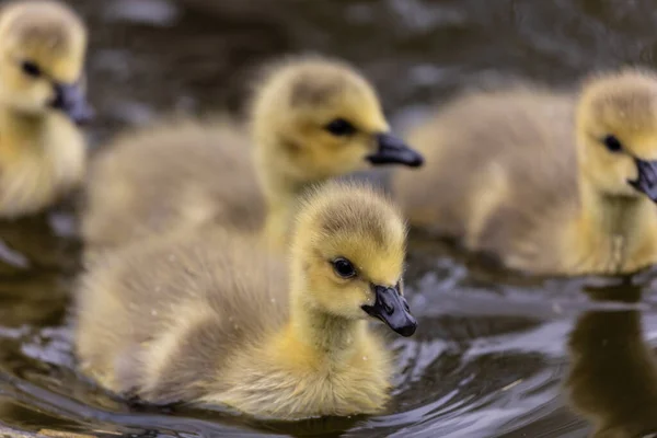 池塘里的一群小鸭 — 图库照片