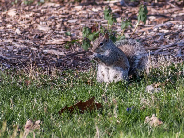 Écureuil Mangeant Sur Herbe Verte — Photo