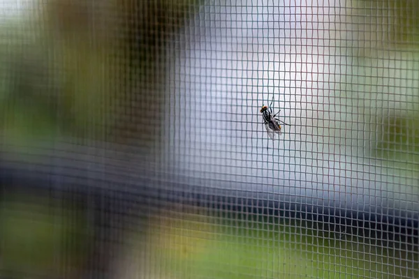 Tiro Perto Uma Mosca Rede Janela — Fotografia de Stock