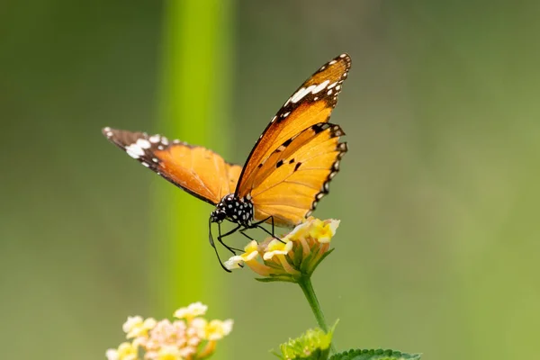Gros Plan Petit Papillon Assis Sur Une Fleur Sauvage — Photo