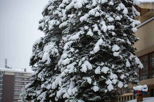 Árvores Cobertas Neve Com Edifícios Fundo — Fotografia de Stock