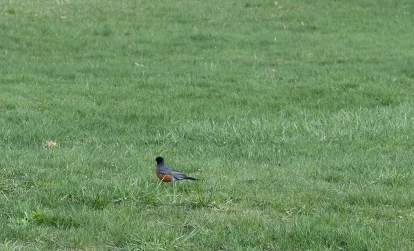 Petit Oiseau Mignon Avec Une Poitrine Rouge Dans Une Prairie — Photo