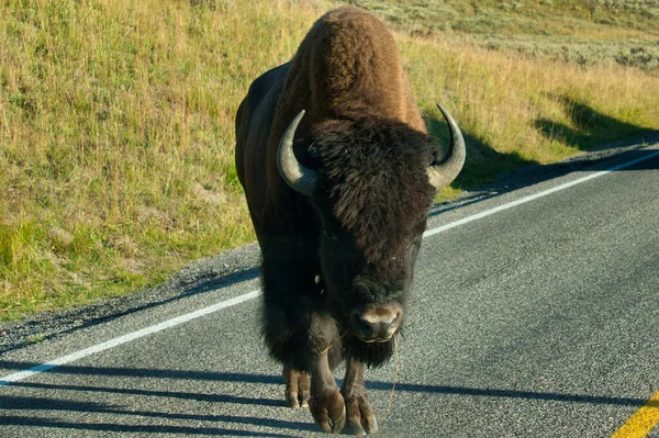 Gros Bison Brun Européen Broutant Sur Une Route Asphaltée — Photo