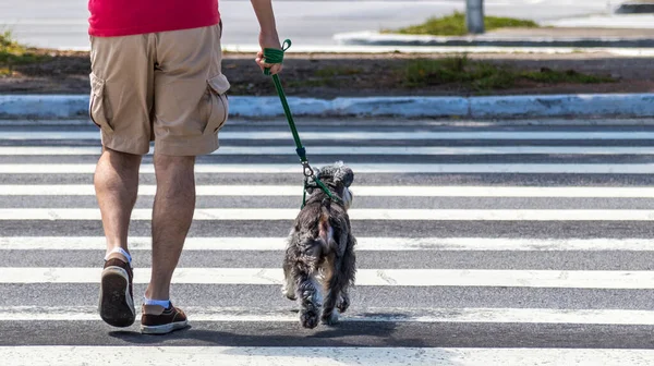 一个男人和一只狗在斑马里散步的照片 — 图库照片