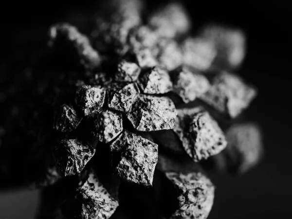 Сірий Макрознімок Кедрового Конуса Фонів Текстур — стокове фото