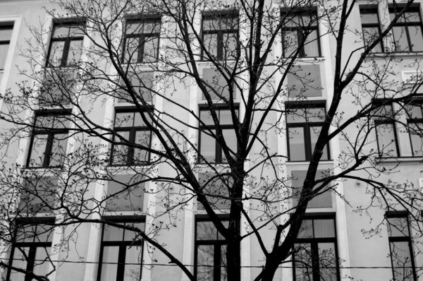 Grayscale Shot Bare Tree Building Background — Stock Photo, Image