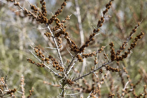 Ramos Mar Buckthorn Com Botões Pequenos — Fotografia de Stock