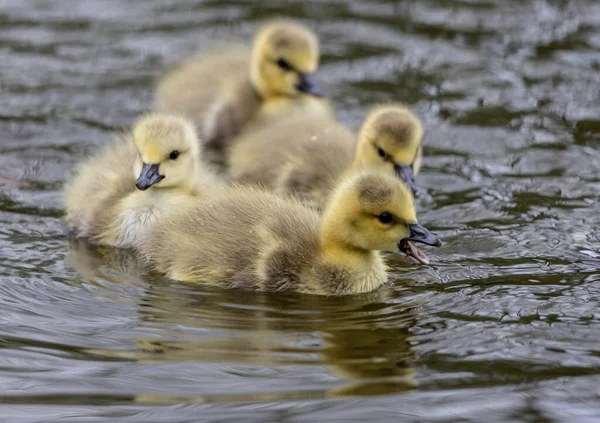 Grupo Patitos Estanque —  Fotos de Stock