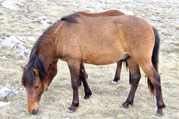 大きな牧草地で馬の美しいショット — ストック写真