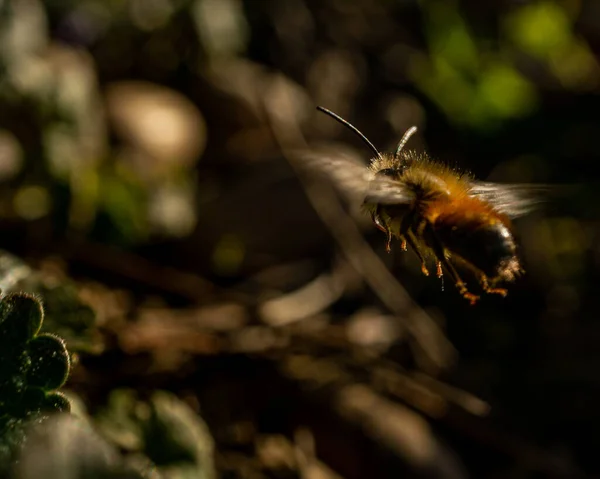 Närbild Ett Flygning Letar Efter Nektar Att Dricka Skog — Stockfoto