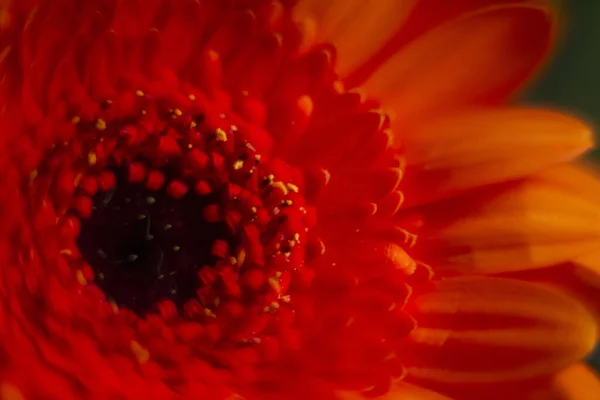 Primer Plano Fondo Gerbera Naranja Perfecto Para Fondos Pantalla — Foto de Stock