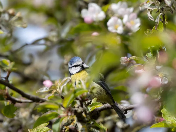 Closeup Shot Eurasian Blue Tit Perched Tree Branch Cherry Blossoms — Stock fotografie