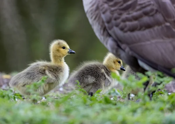 Canard Aux Canetons Dans Nature — Photo