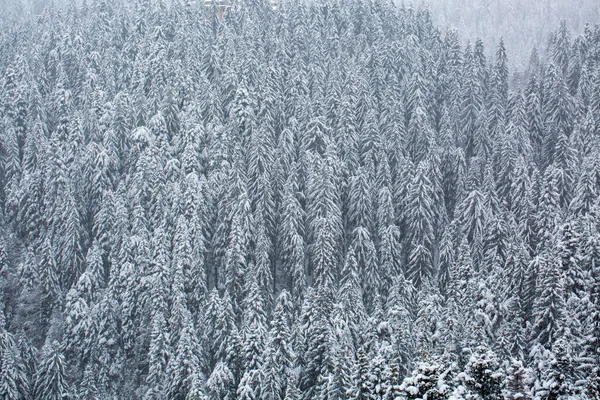Серый Снимок Леса Деревьями Покрытой Снегом Землей — стоковое фото
