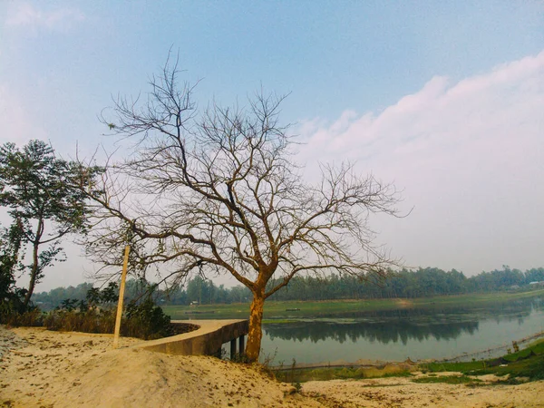 Tree Dry Branches Shore Calm Lake Park Daytime — Stock Photo, Image