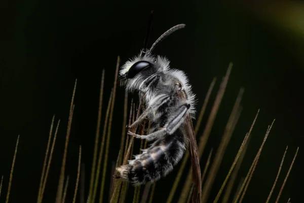 Bir Bitkinin Ince Uçlarına Yapışmış Yapraklı Bir Arının Makro Görüntüsü — Stok fotoğraf