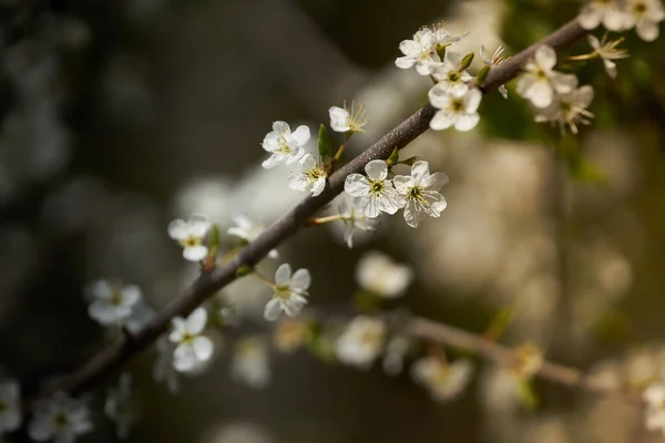 Detailní Záběr Krásných Třešňových Květů — Stock fotografie