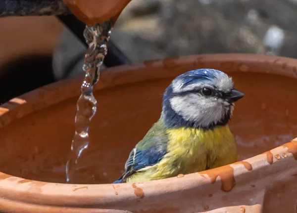 Blue Tit Water Pot — Stock Fotó