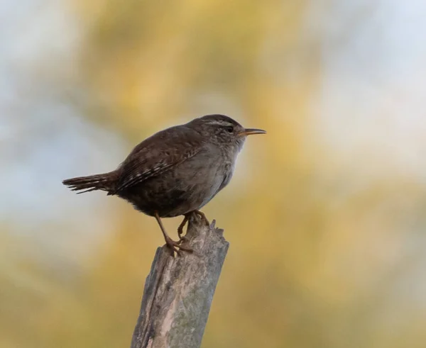 Nahaufnahme Eines Sperlings Der Auf Einem Baumstamm Hockt — Stockfoto