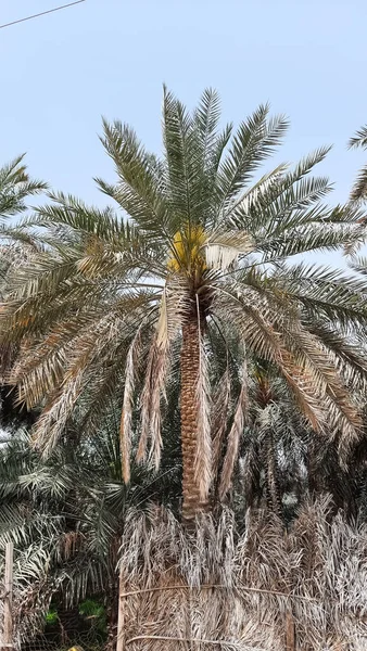 Eine Vertikale Aufnahme Einer Palme Unter Blauem Himmel — Stockfoto