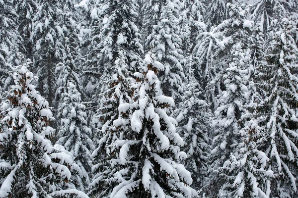 Прекрасный Зимний Пейзаж Заснеженными Деревьями Лесу — стоковое фото