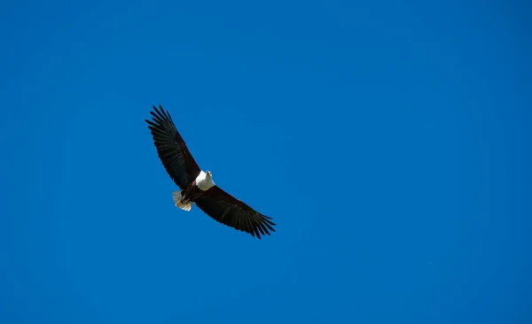 하늘을 독수리의 — 스톡 사진